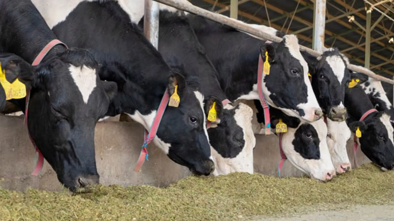 Iranian Cow Embryos Exported to Africa